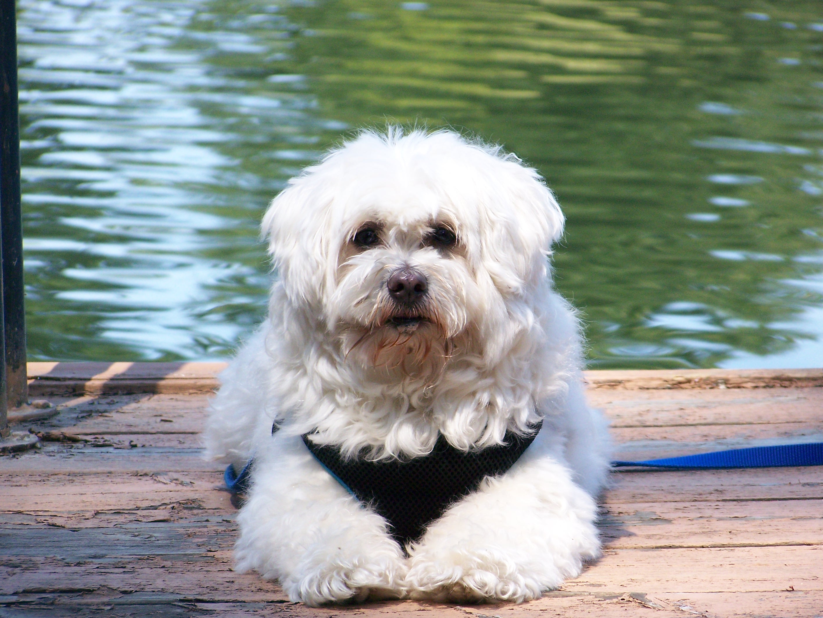 Buster on Dock at Spanaway Lake, JUly 2014